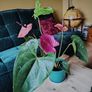 Anthurium Louisiana Image 2