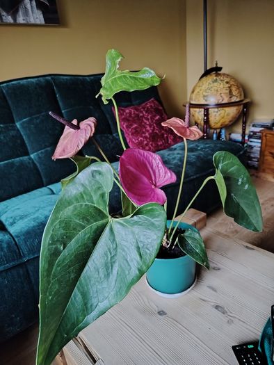 Anthurium Louisiana