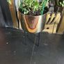 beautiful plant Image 2