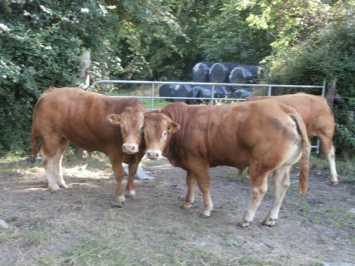 limousin  bulls
