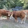 limousin  bulls Image 9