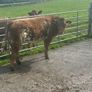 In Calf Heifers Oct 10th Ballinasloe Mart Image 6