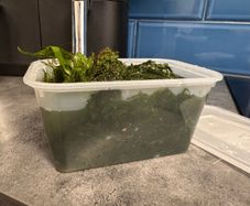 Java & Christmas Moss Mix