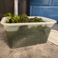 Java & Christmas Moss Mix