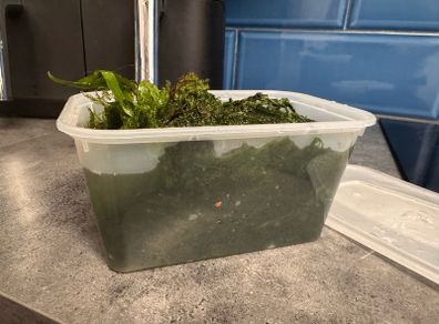 Java & Christmas Moss Mix