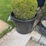 box hedge Image 2