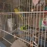 Bird Cage and other items with cage Image 2