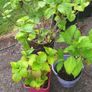 hydrangea plants Image 2