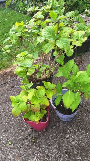 hydrangea plants