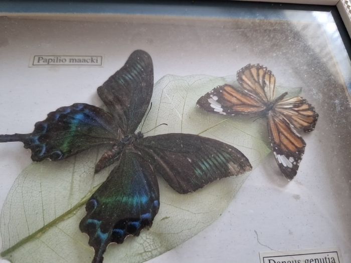 butterflies