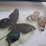 butterflies Image 7
