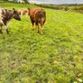 Purebred limousine bull for sale Image 3