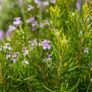 plants Image 2