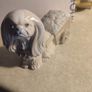 Porcelains Miquel Raquan Pekingese Dog Pulling Flower PATRONE  Cart Figurine Image 2