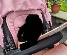 Bugaboo all black