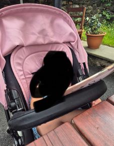 Bugaboo all black