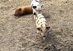 Kune kune piglets