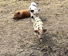 Kune kune piglets