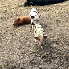 Kune kune piglets