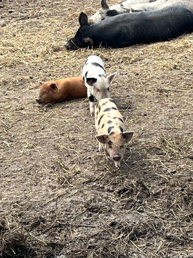 Kune kune piglets
