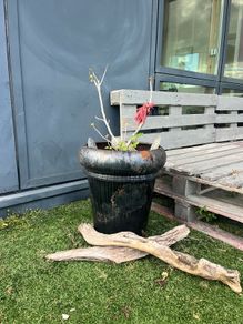 Pot with Fig tree