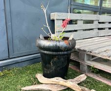 Pot with Fig tree