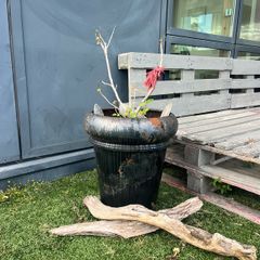 Pot with Fig tree