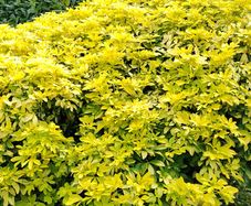 Mexican Orange Blossom Choisya