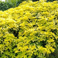 Mexican Orange Blossom Choisya