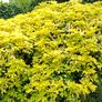 All Plants 5 Euro including rare varieties Image 8