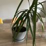 Dracaena Margitana / dragon tree Image 2
