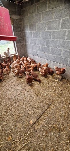 Hens, point of lay pullets