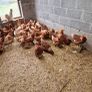 hens point of lay Image 4
