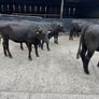 Cattle Image 9