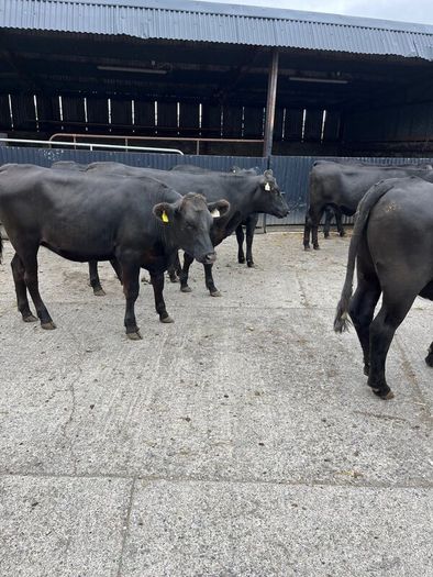 Cattle