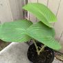 garden plants Image 2