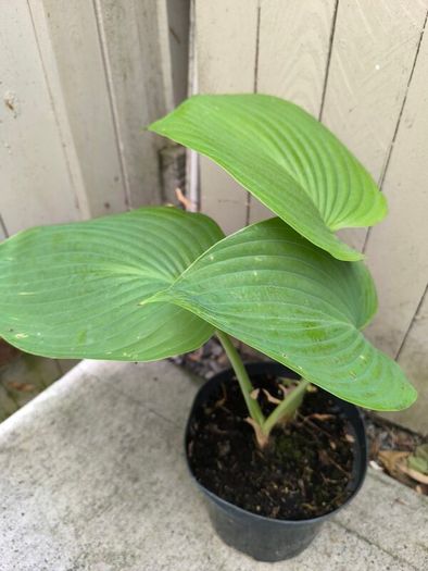 garden plants