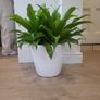 Asplenium Nidus planter Image 2