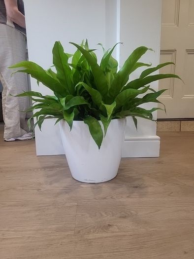 Asplenium Nidus planter