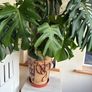 Large Healthy Monstera Deliciosa (Swiss Cheese Plant) in Ceramic Pot Image 2