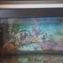 75litre Aquarium Image 6