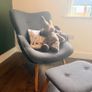 JYSK armchair and matching footstool set Image 2