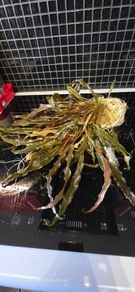 Cryptocoryna Brown aquarium plants