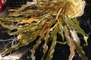 Cryptocoryna Brown aquarium plants