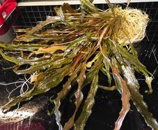 Cryptocoryna Brown aquarium plants