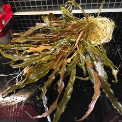 Cryptocoryna Brown aquarium plants
