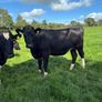 Incalf heifers Image 2