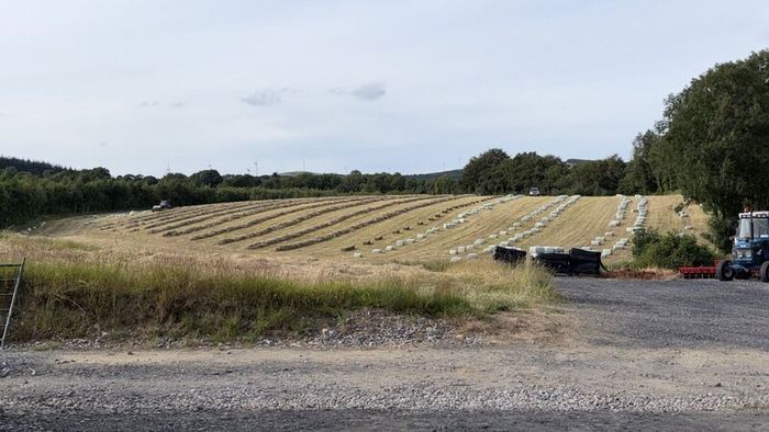Square Bales Of Premium Quality Hay