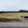 Square Bales Of Premium Quality Hay Image 5