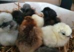 Usa Silkie Chicks